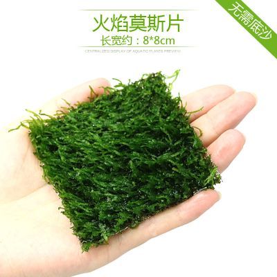 鱼缸造景套餐性水榕沉木真水草淡水无土植物增氧趴地矮珍珠 默认尺寸 粗叶铁皇冠（大）