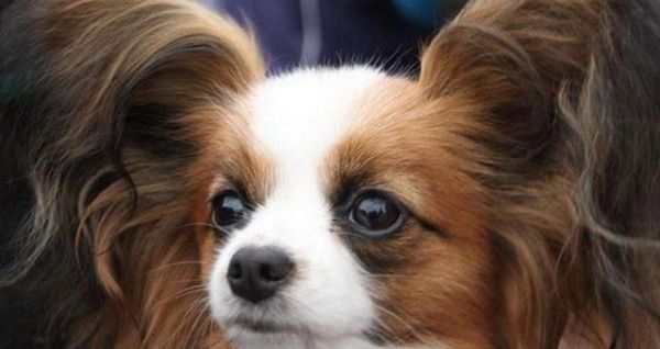 如何正确养殖宠物鸟？狗狗生食喂养有哪些注意事项？