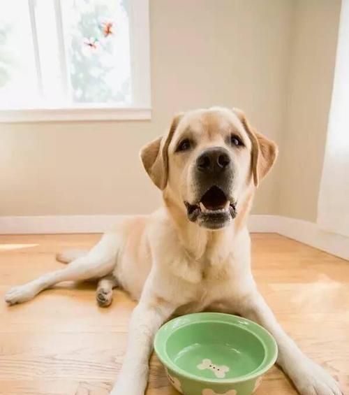 如何正确养殖宠物鸟？狗狗生食喂养有哪些注意事项？