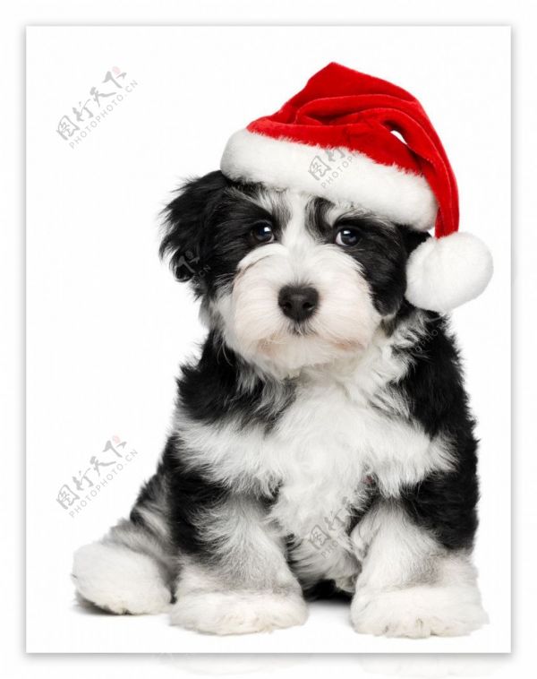 圣诞狗狗图片
