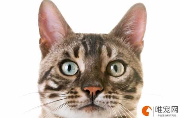 猫补充营养吃什么 怎么才能均衡营养