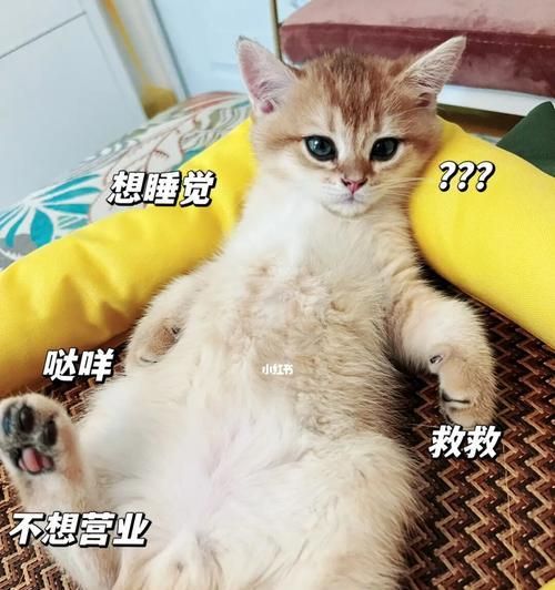 猫咪被迫营业的心理困境（以宠物为主的商业营销如何影响宠物的心理健康）