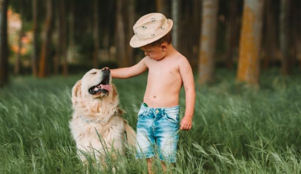配料简洁，源头可溯！京东七鲜上新“一口纯净”宠物食品