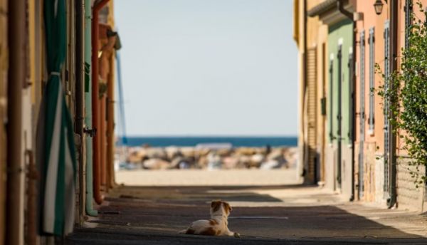 配料简洁，源头可溯！京东七鲜上新“一口纯净”宠物食品