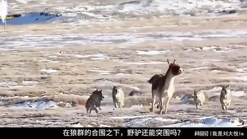 野驴被狼群围攻，当野驴突出重围那一刻，震撼了