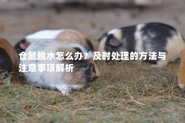 仓鼠脱水怎么办?及时处理的方法与注意事项解析