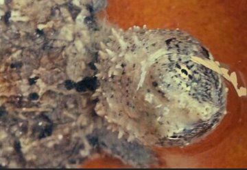 汕尾佛鳄龟饲养方法_汕尾佛鳄龟公司 霸王佛鳄