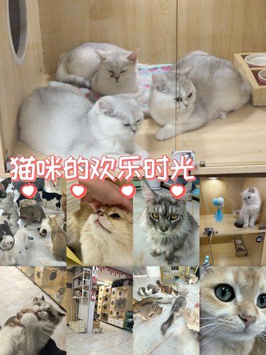 猫咪天地～宠物乐园