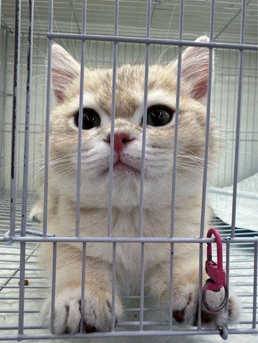 喵星人的豪气有求必应