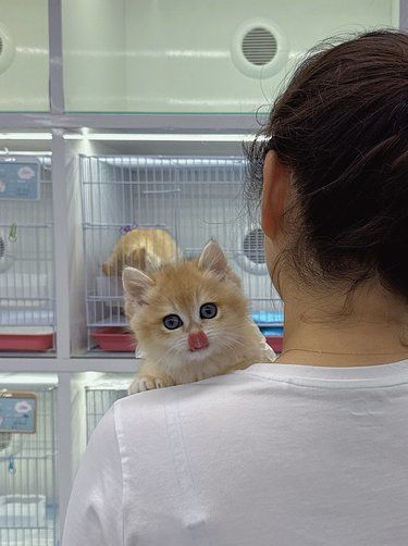 在猫舍被奶猫碰瓷是种什么体验？ 