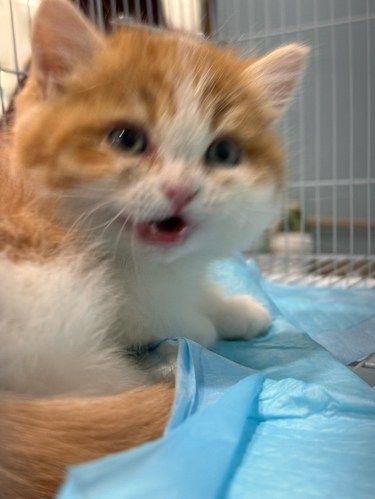 奶凶奶凶的 刚出窝的小奶猫太可爱了