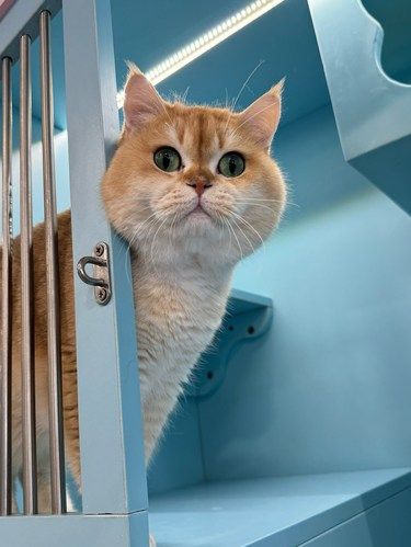 敢去三萌猫舍？