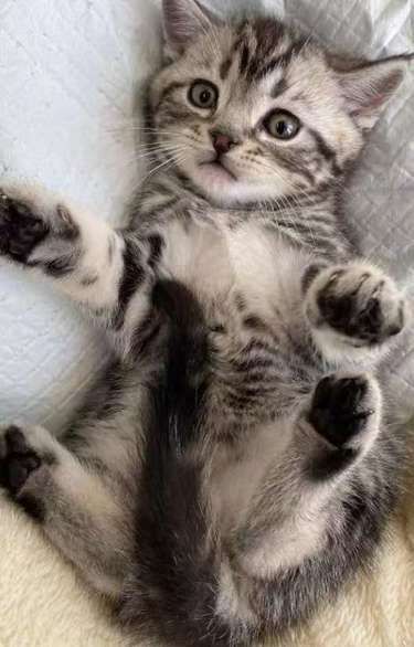 宝藏售猫馆！猫咪颜值性格双在线 