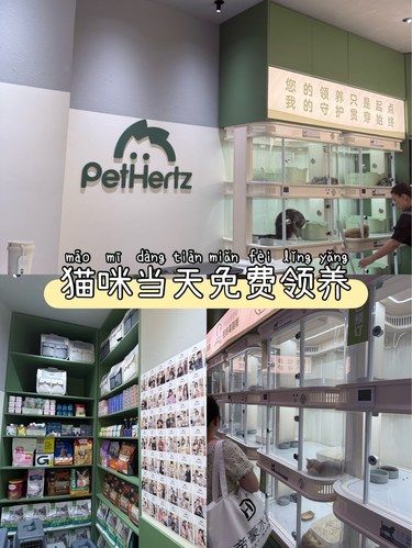 又开了一家免费猫咪领养店，可爱到心都化了