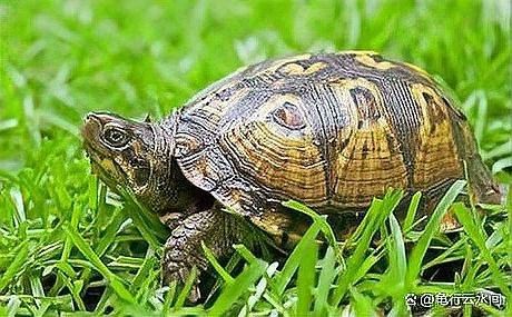 宠物龟类龙龟多久洗一次澡？