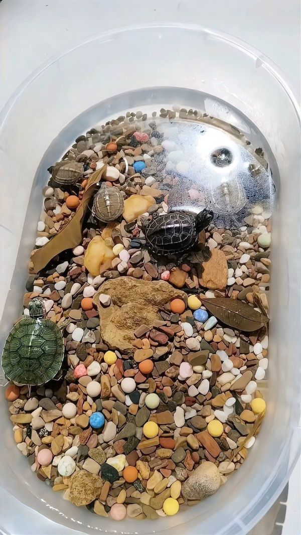 宠物龟类龙龟多久洗一次澡？