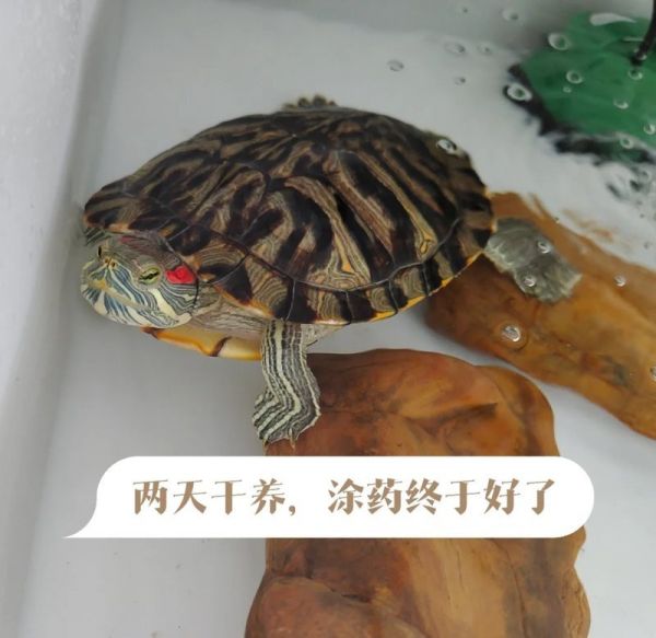 宠物龟类龙龟多久洗一次澡？