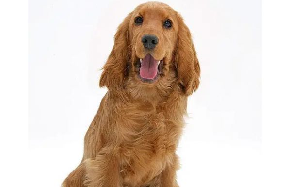 英国可卡犬饲养新手的详细指南