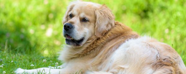 患有细小的狗有什么症状