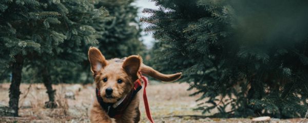狗狗要死的时候有什么症状