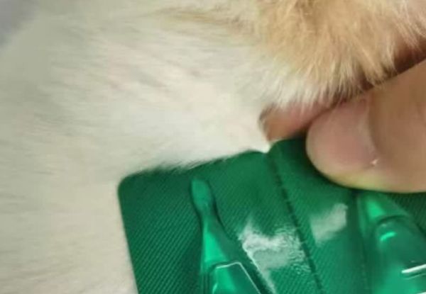 狗狗驱虫认准宠元宝贝,高效安全驱虫不伤宠