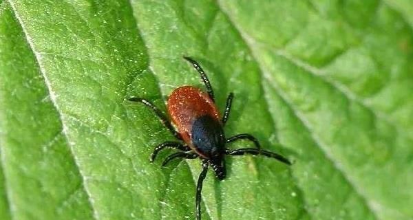 如何彻底消灭宠物身上的蜱虫（以阿拉斯加为例）