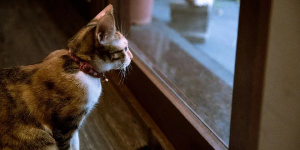 连续五年市场规模翻倍，宠物保险赛道还能再现增长奇迹吗？