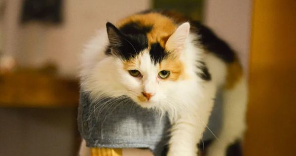 连续五年市场规模翻倍，宠物保险赛道还能再现增长奇迹吗？