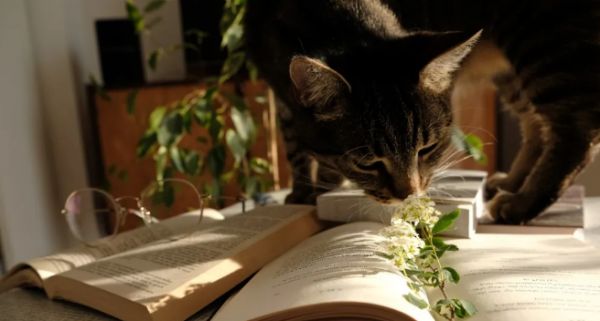 连续五年市场规模翻倍，宠物保险赛道还能再现增长奇迹吗？