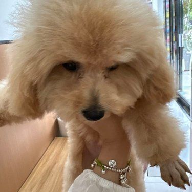 带着毛孩子体检的一天