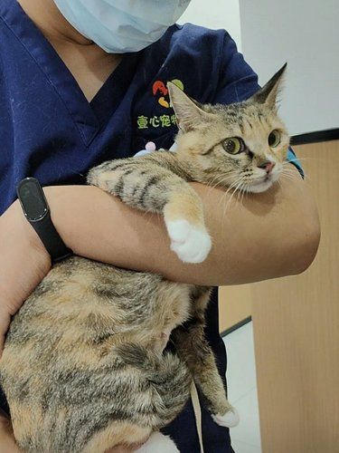 毛孩子不舒服的日子