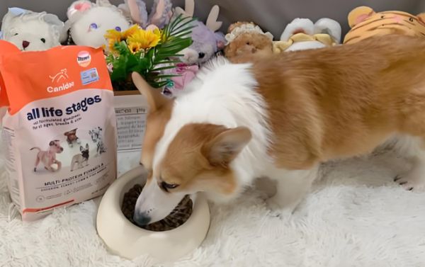 柯基适合吃什么品牌狗粮？卡比CANIDAE科学配方适配柯基需求