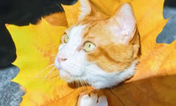 卫仕：产品对宠物的健康没有帮助，那就不会做 