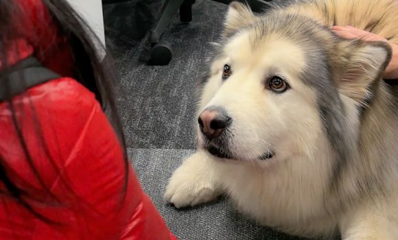 卫仕：产品对宠物的健康没有帮助，那就不会做 