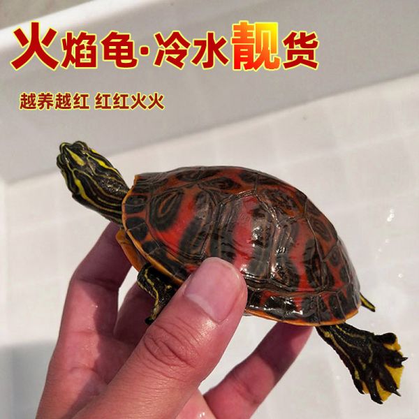 纯种火焰龟鱼缸混养深水龟清道夫吃粪龟宠物龟冷水宽纹小乌龟活物