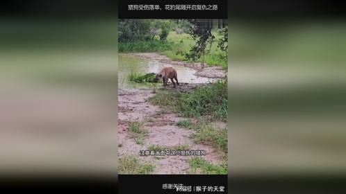 猎狗受伤落单，花豹尾随开启复仇之路