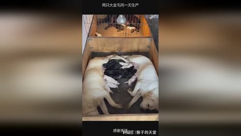 两只大金毛同一天生产