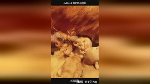 小金毛坐着吃奶萌萌哒