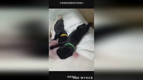 小笨蛋吃奶都找不到地方