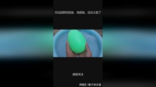 河边捉的玛丽鱼、地图鱼，这也太肥了