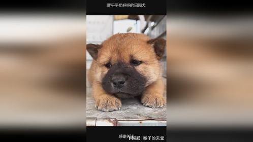 胖乎乎奶呼呼的田园犬