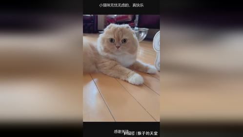 小猫咪无忧无虑的，真快乐