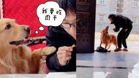 宠物狗主人儿子怎么养好