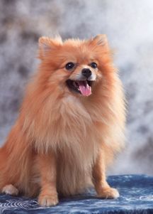 宠物狗毛发掉光怎么办