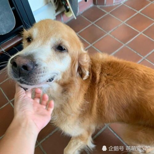 宠物狗不吃食怎么治好它