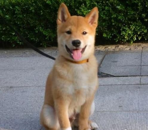 宠物狗公仔柴犬怎么养的