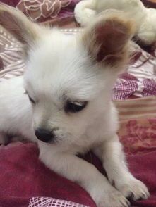 宠物狗怎么吃才胖的快