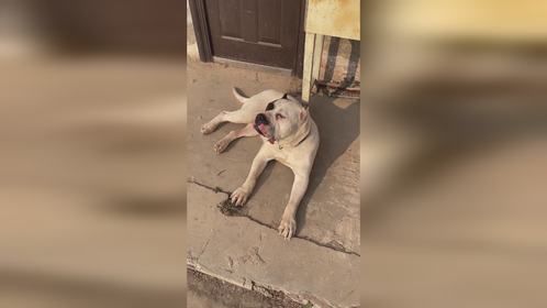 不要五妹了？ 三岁生了一窝