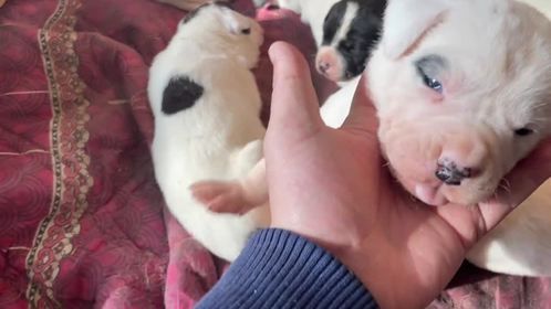 诺基后代18天 给它们准备好了开食的食材