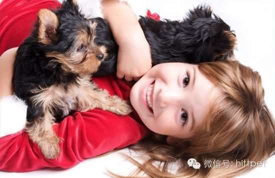 陪锻炼的宠物狗怎么养的